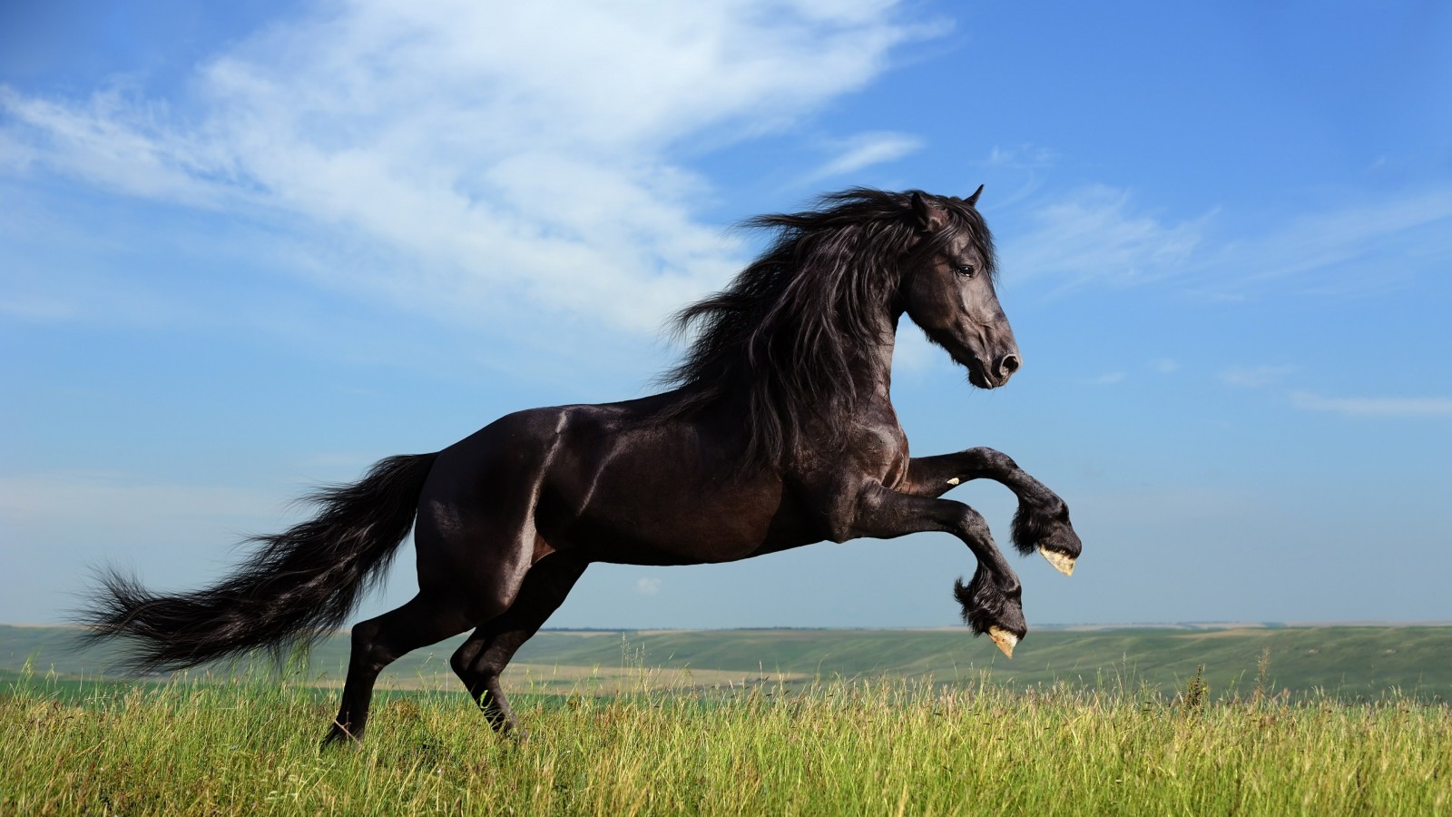 Download Black Horse Running HD wallpaper for 1600 x 900 - HDwallpapers.net