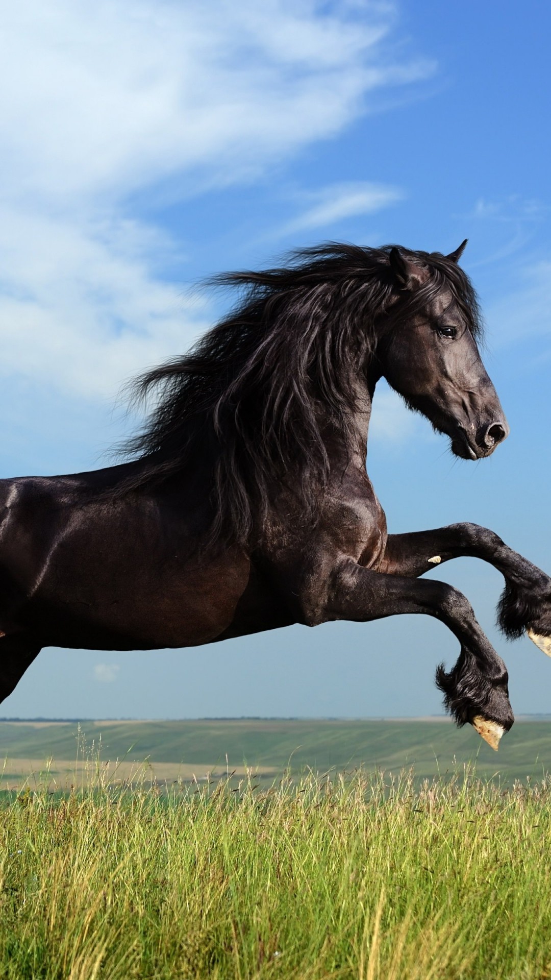 Download Black Horse Running HD wallpaper for Xperia Z3 - HDwallpapers.net