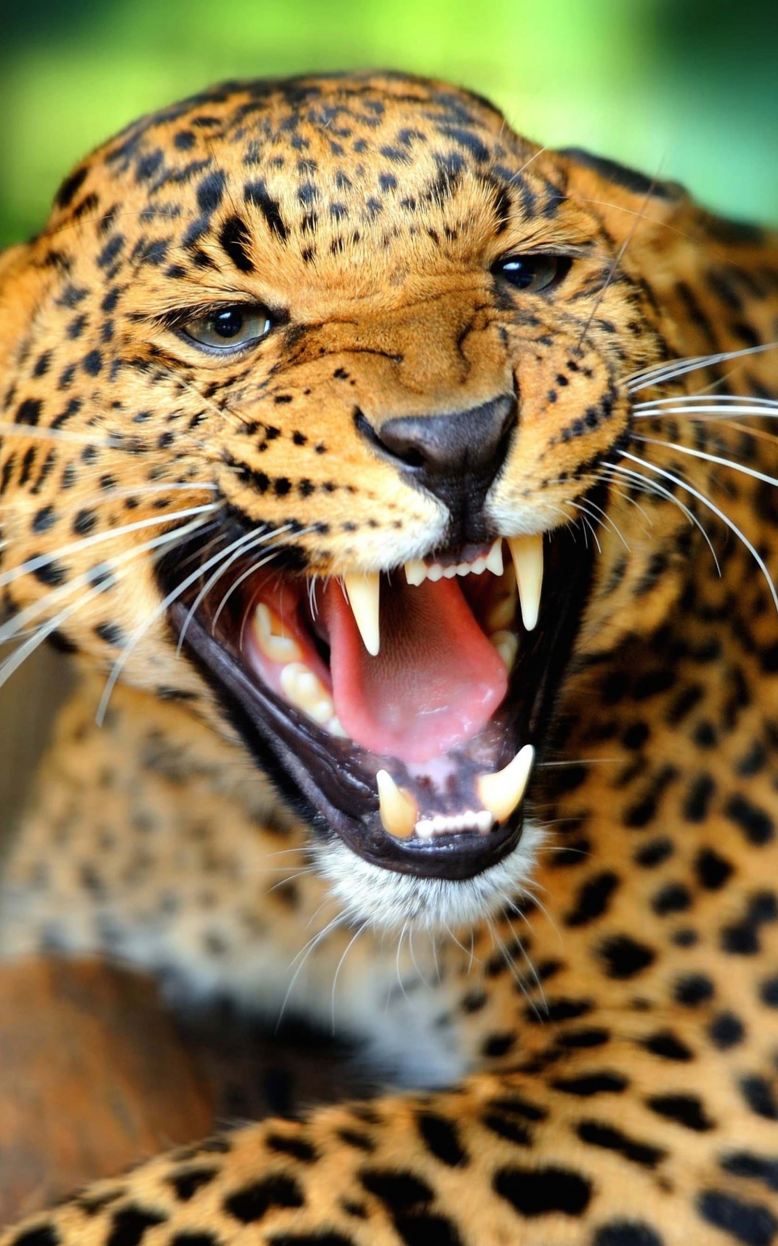 Download Growling Leopard HD wallpaper for Kindle Fire HDX 8.9 ...