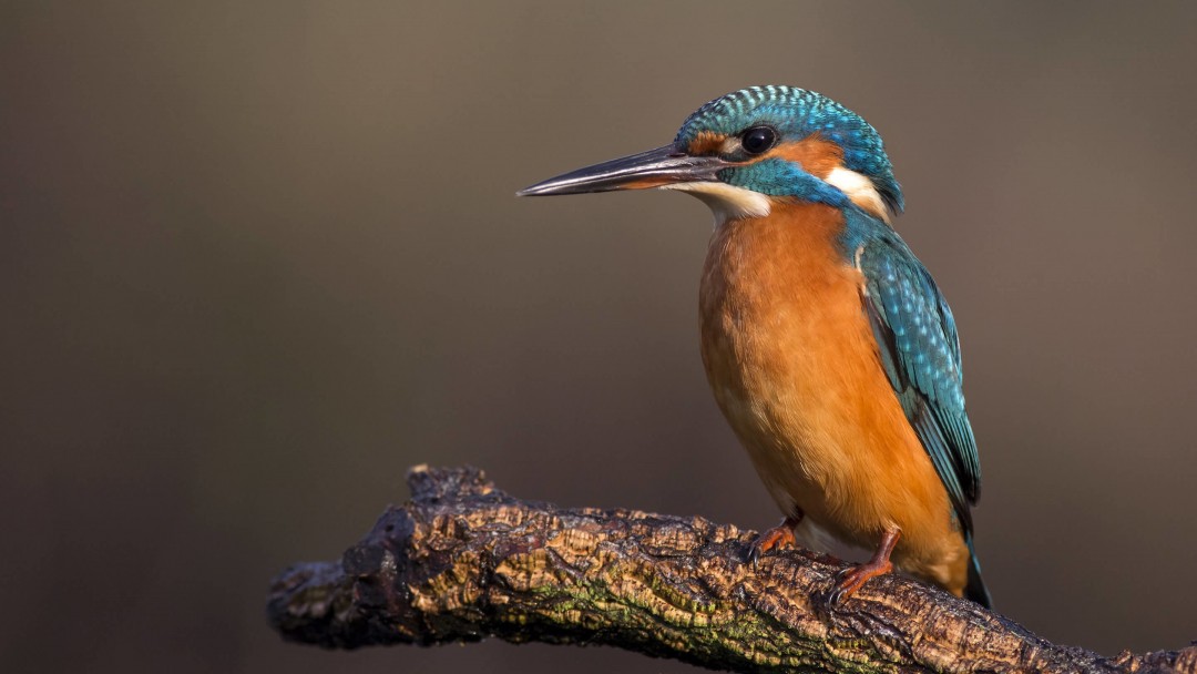 Download Kingfisher HD wallpaper for Google Plus Cover 