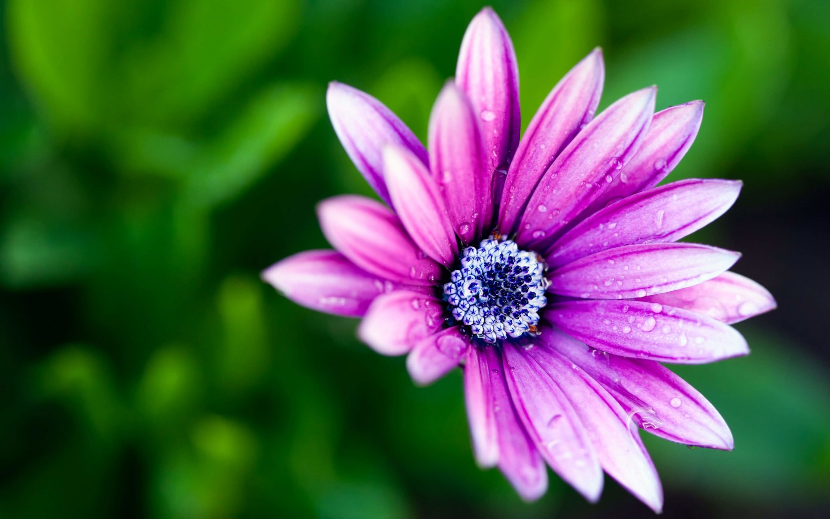 Download Purple Daisy HD wallpaper for 1680 x 1050 - HDwallpapers.net