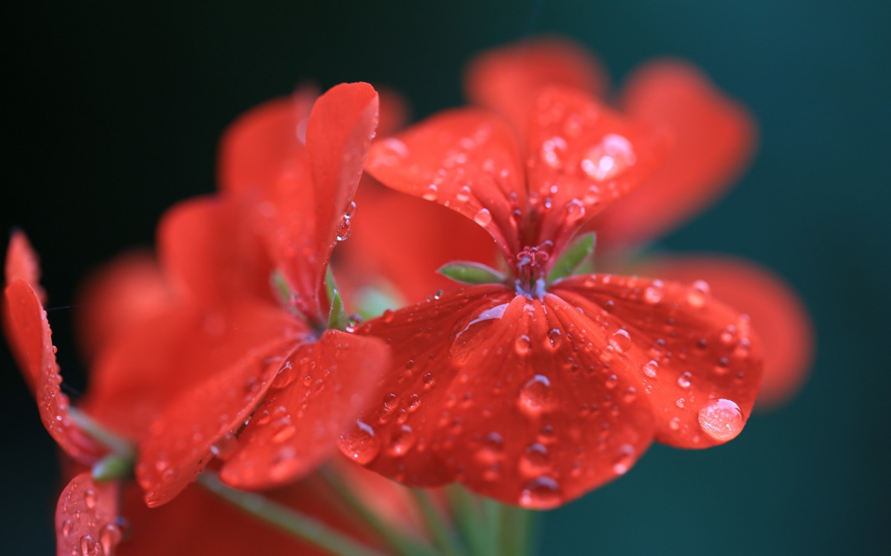 Download Red Geranium HD wallpaper for 1280 x 800 - HDwallpapers.net