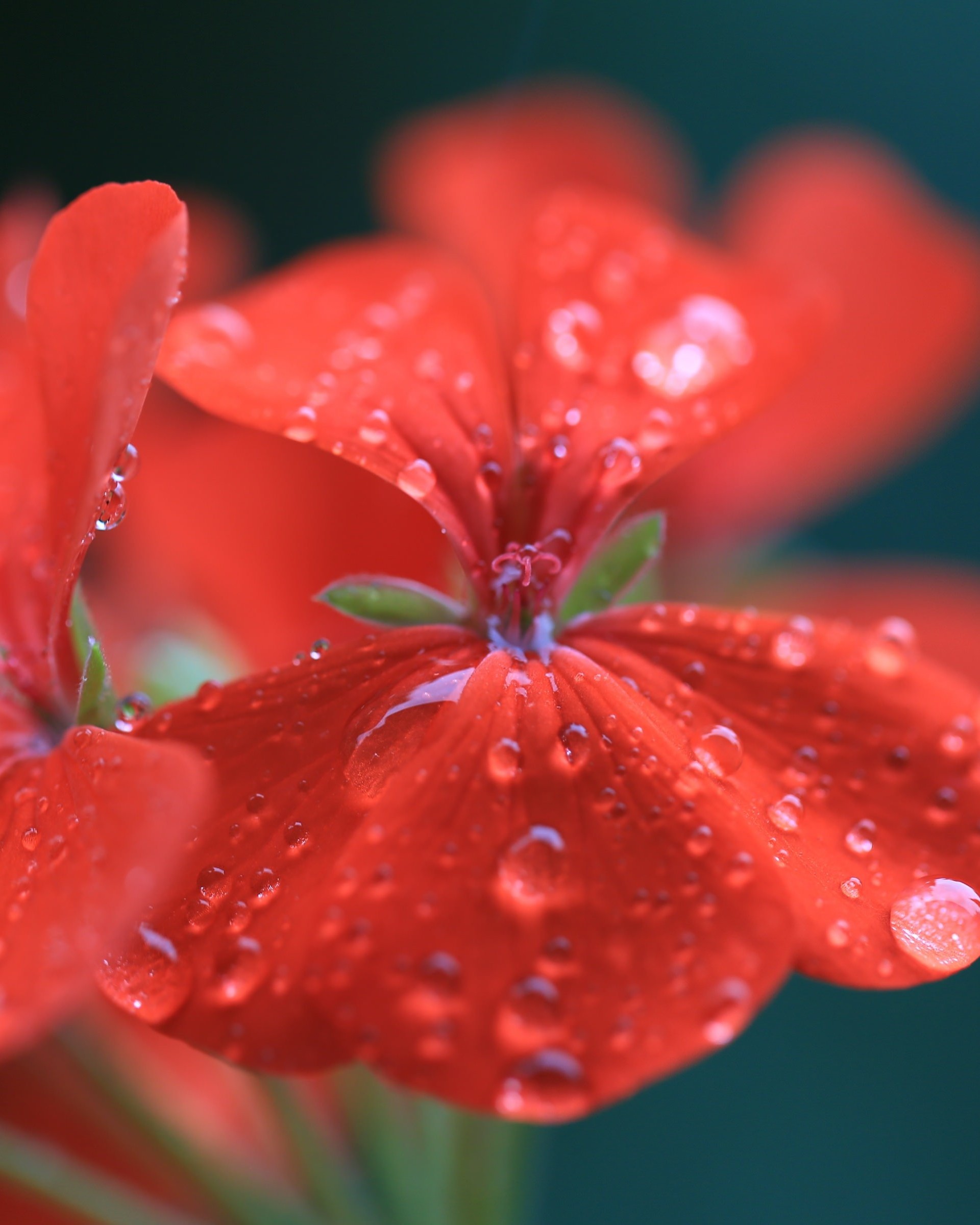 Download Red Geranium HD wallpaper for Nexus 7 - HDwallpapers.net