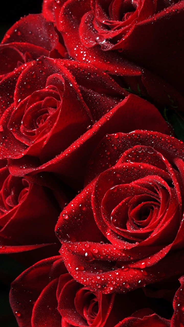  Download  Red Roses HD  wallpaper  for Redmi  1S 