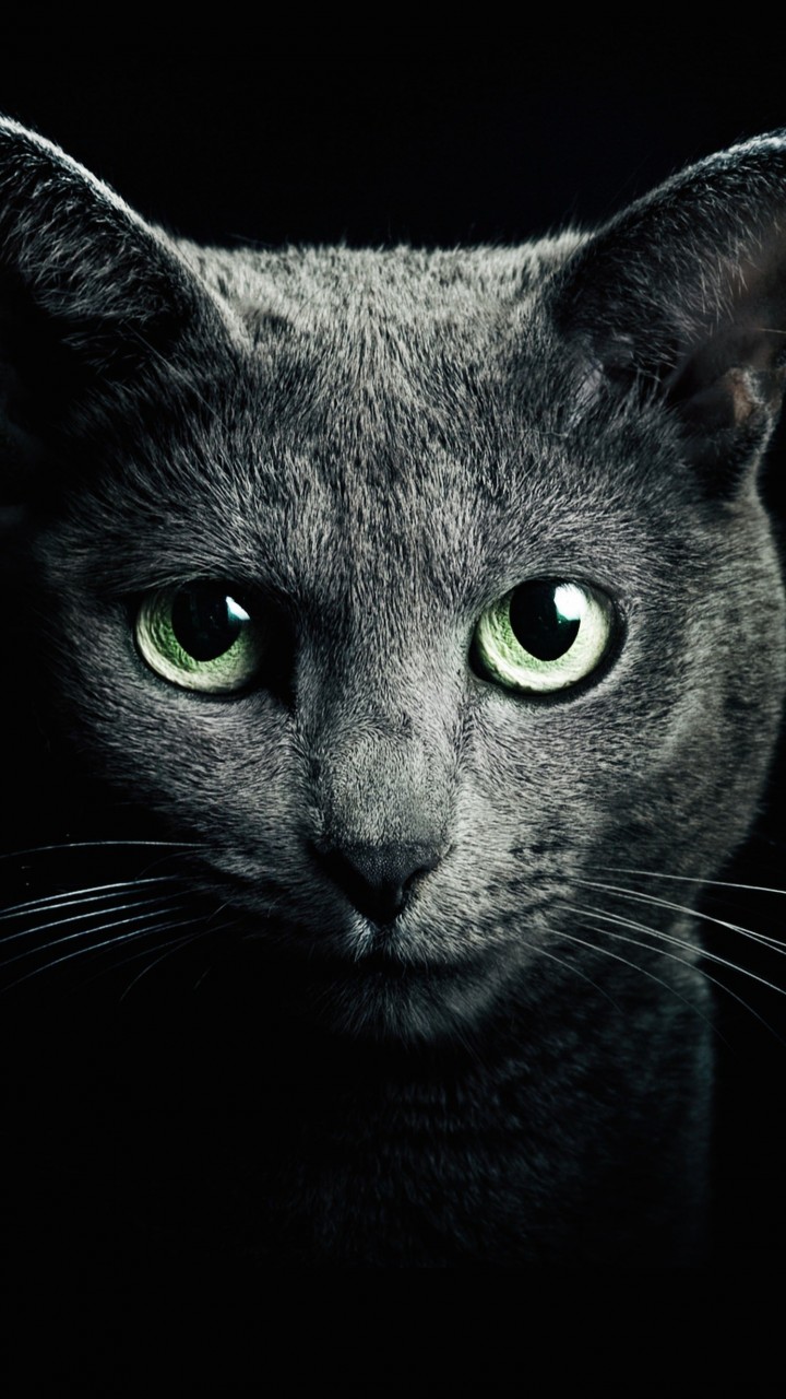 Download Russian Blue Cat HD wallpaper for A6000 - HDwallpapers.net