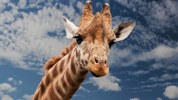 Cute giraffe HD phone wallpaper  Peakpx