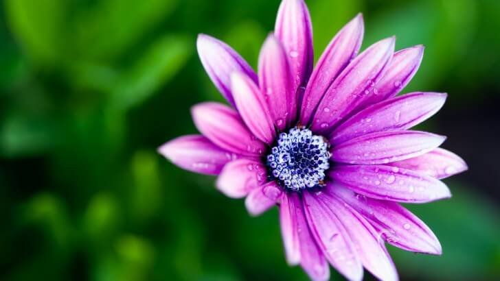purple daisy flower wallpaper