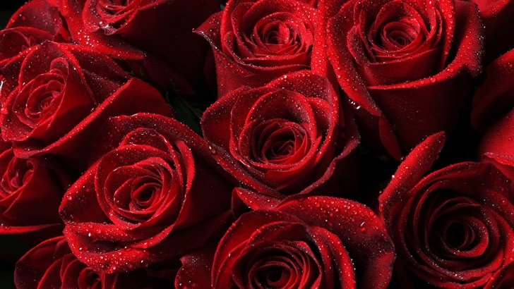 Valentines Day Wallpaper Red Rose Petals  The Dreamiest iPhone Wallpapers  For Valentines Day That Fit Any Aesthetic  POPSUGAR Tech Photo 46