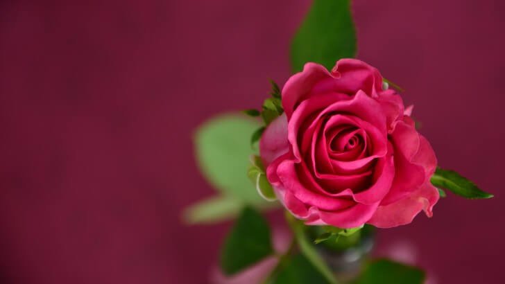 Single Pink Rose Wallpaper Flowers Hd Wallpapers Hdwallpapersnet