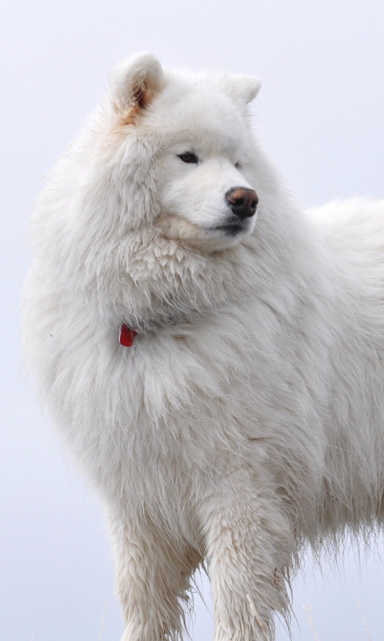 Big White Fluffy Samoyed Wallpaper for Google Nexus 4