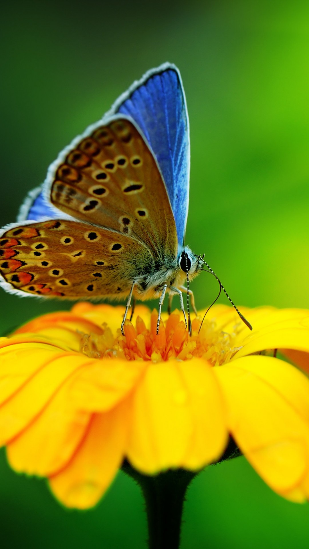 Butterfly Collecting Pollen Wallpaper for SONY Xperia Z2